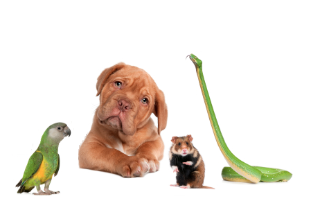parakeet-snake
